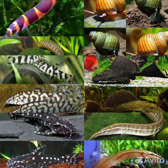 Рыбки Улитки Раки Сомы и Многое Другое