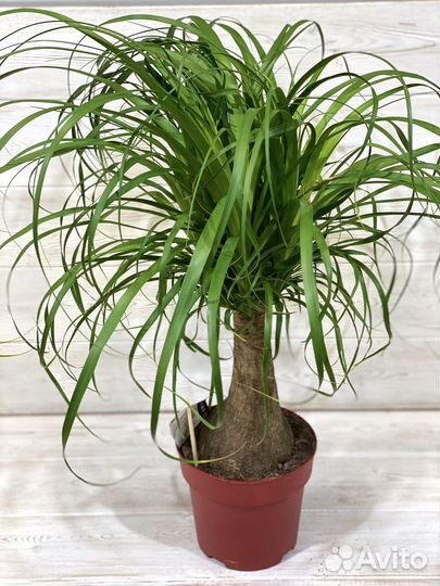 Нолина бокарнея