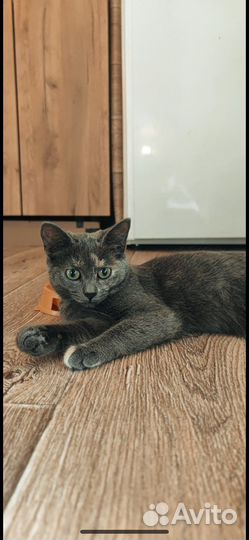 Кошка в дар