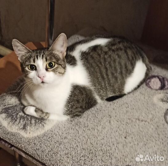 Кошка
