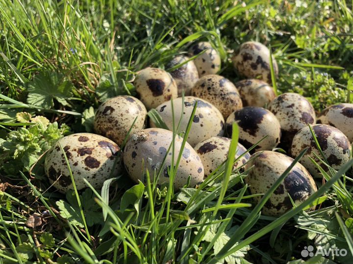 Перепелиное Яйцо на инкубацию, суточный перепел, М