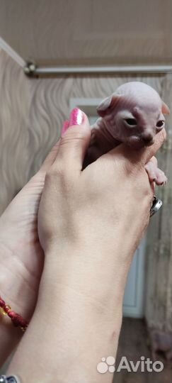 Канадский сфинкс котенок девочка