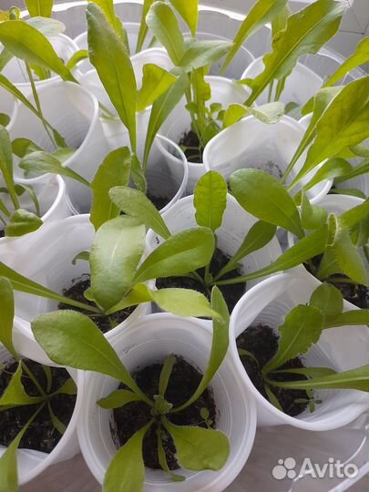 Статица рассада