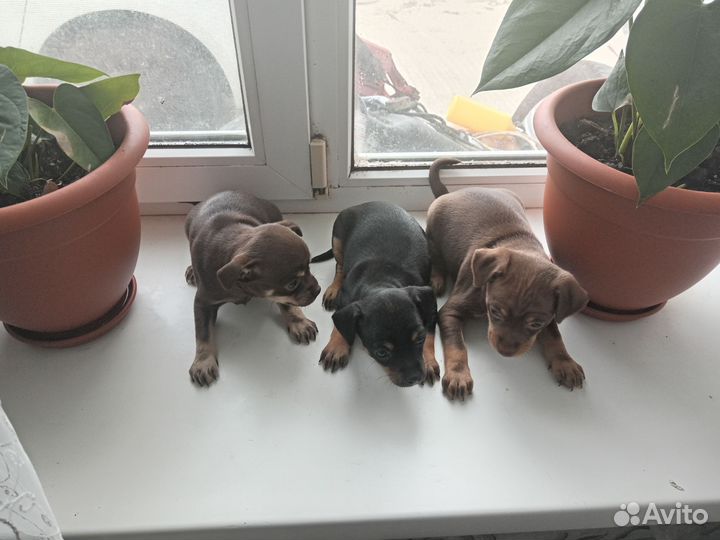 Той-терьер щенки