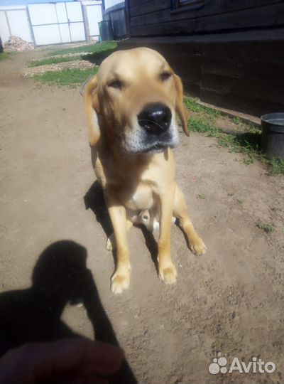 Отдам щенков