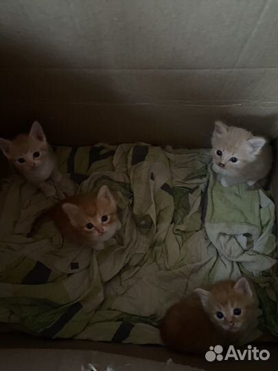 Котята в добрые руки