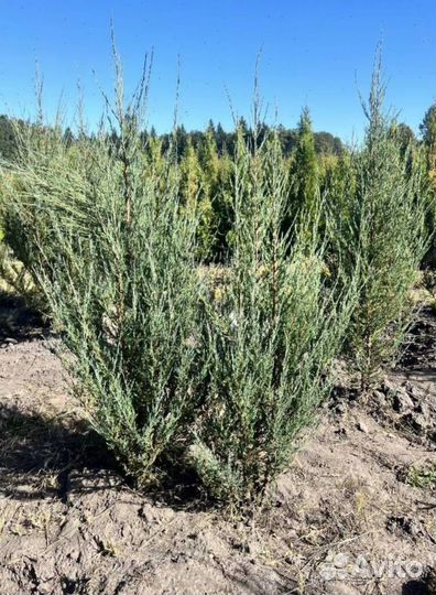 Можжевельник Блю Эрроу