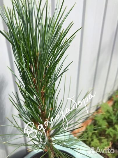 Кедр привитой (Сосна кедровая сибирская)