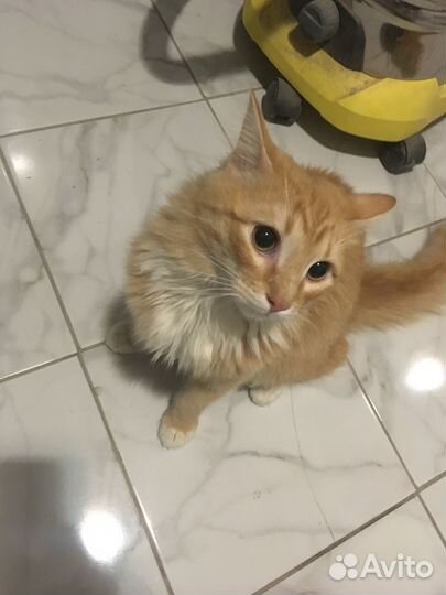 Отдадим кота в добрые руки