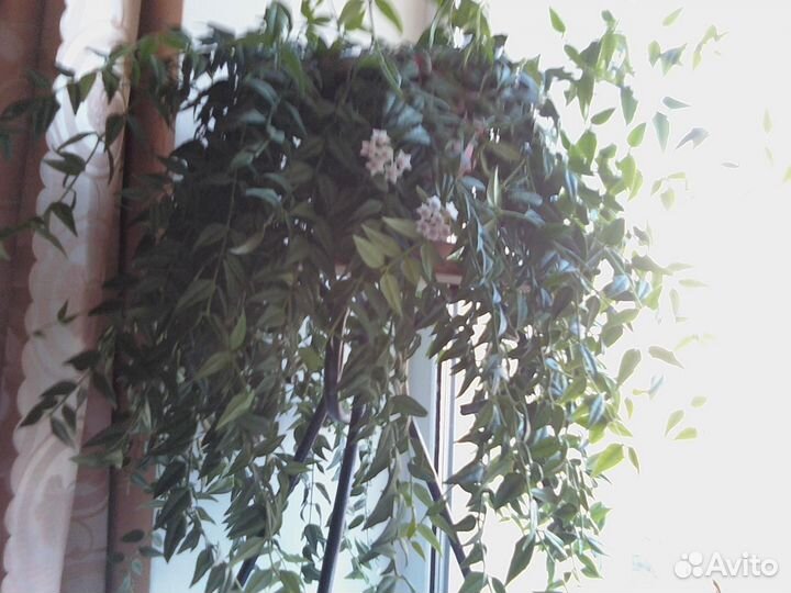 Черенки Хойя Белла