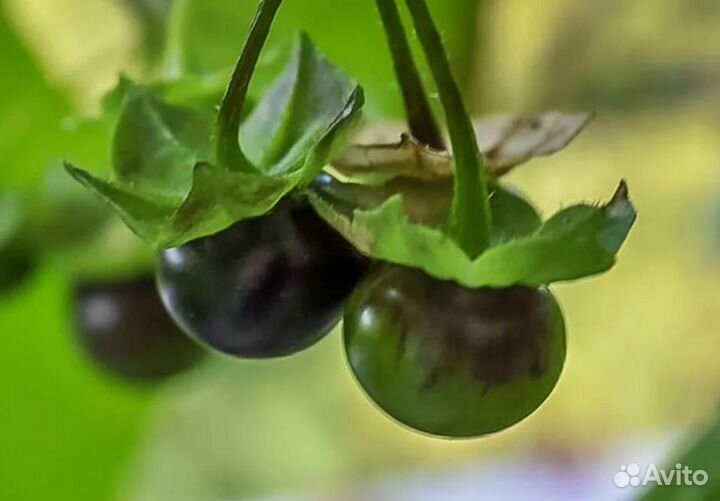 Сараха овощная (Saracha edulis) 20 семян