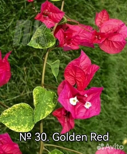 Бугенвиллия