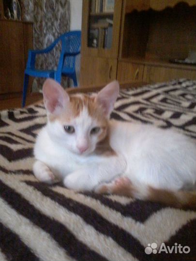 Отдам в добрые руки