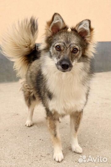 Маленькая собачка Нюша (7кг/2г) в заботливые руки