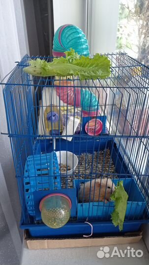 Хомяк с клеткой
