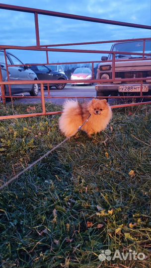 Мини шпиц вязка