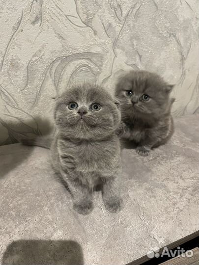 Британская