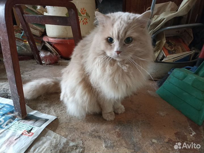 Кот пушистый в добрые руки