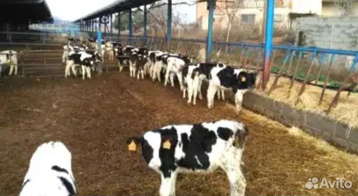 Бычки телята бесплатная доставка
