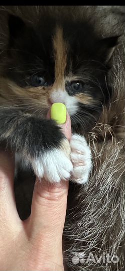 Котенок в добрые руки