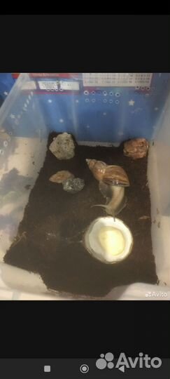 Улитки ахатин бесплатно