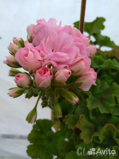 Пеларгония герань