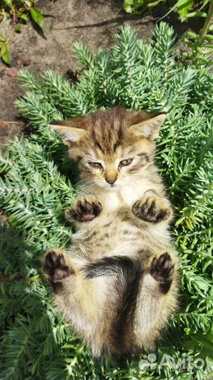 Котята в добрые руки бесплатно