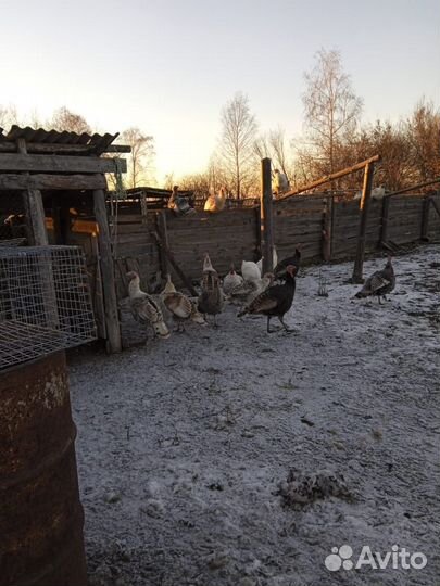 Индюки домашние