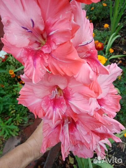 Гладиолусы луковицы (сортовые)