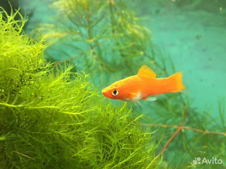 Аквариумные растения и креветки