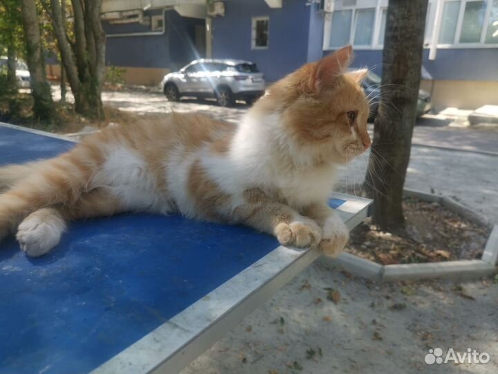 Отдам котенка в добрые руки