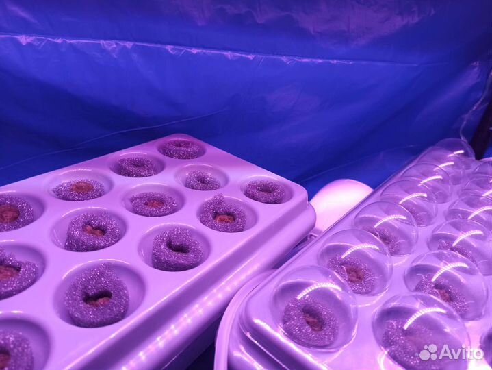 Домашний огород