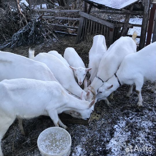 Зааненская коза