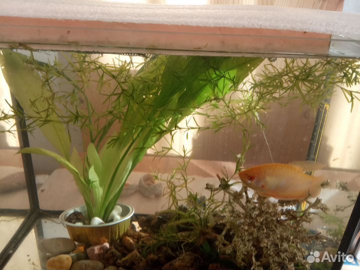Аквариумное растение