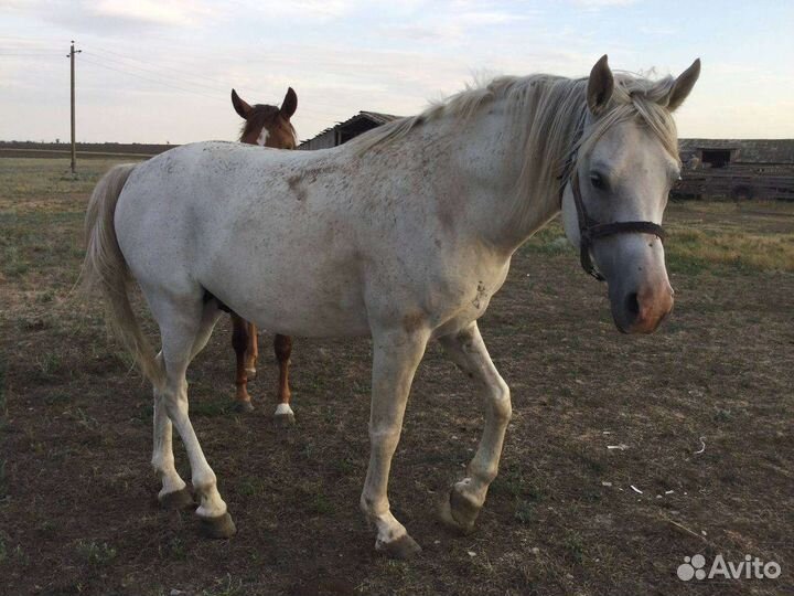 Жеребец арабской породы