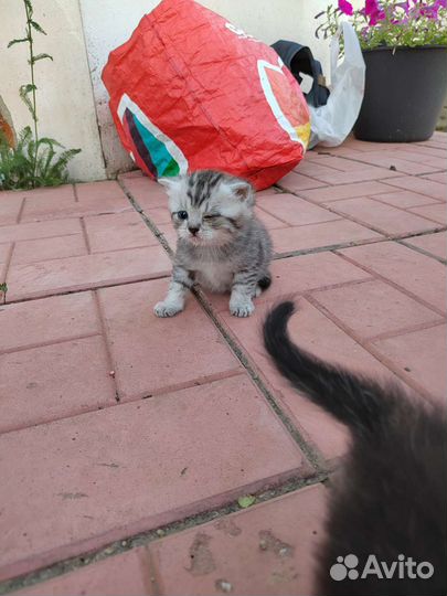 Отдам бесплатно