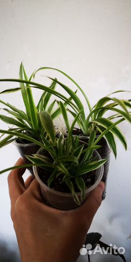 Хлорофитум океан