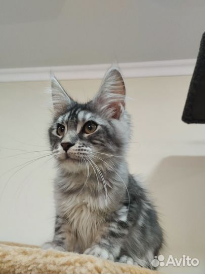 Котята мейн-кун