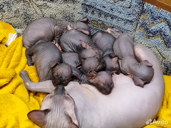 Канадский сфинкс котенок