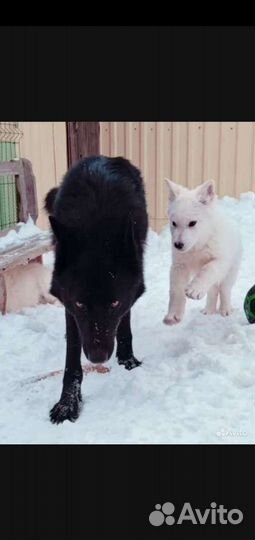 Корм для собак Променад