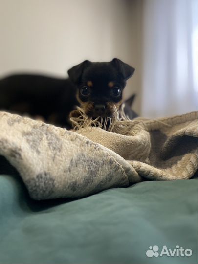 Той-терьер щенки