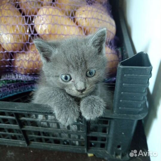 Отдам бесплатно