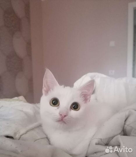 Турецкая ангора