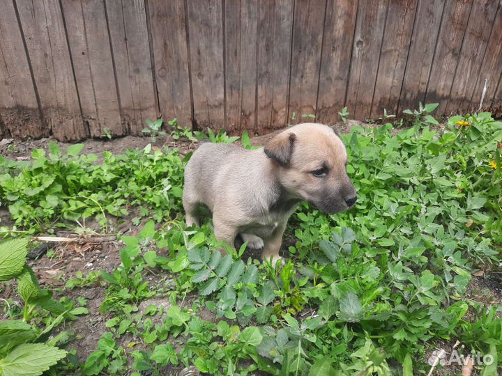 Щеночки в добрые руки