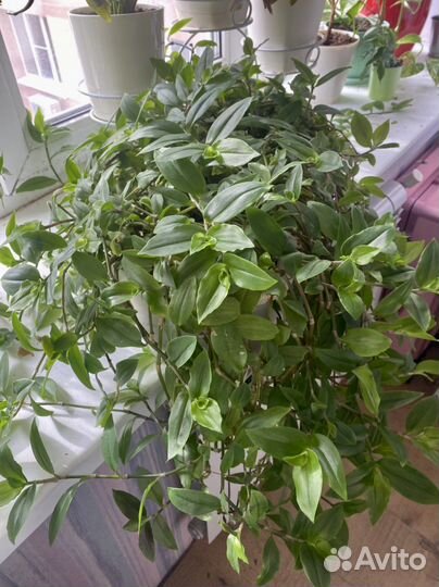 Традесканция ампельная