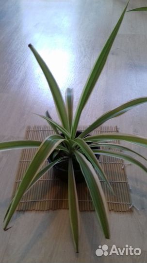 Хлорофитум