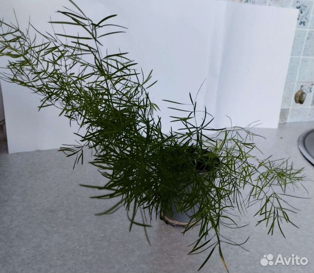 Аспарагус шпренгера