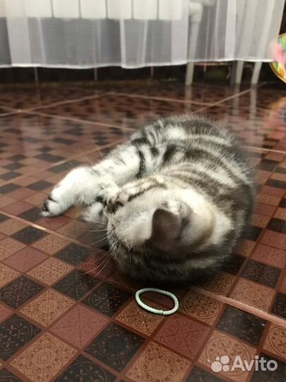 Котенок шотландец мальчик
