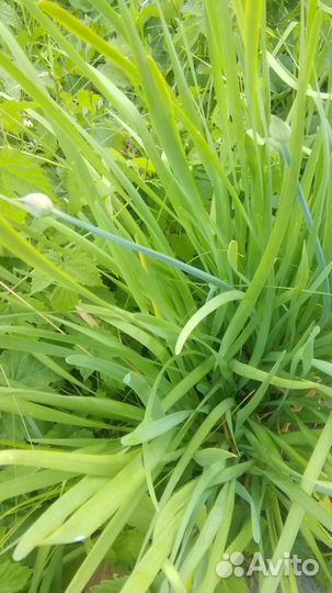 Душистый зелен. лук Джусай