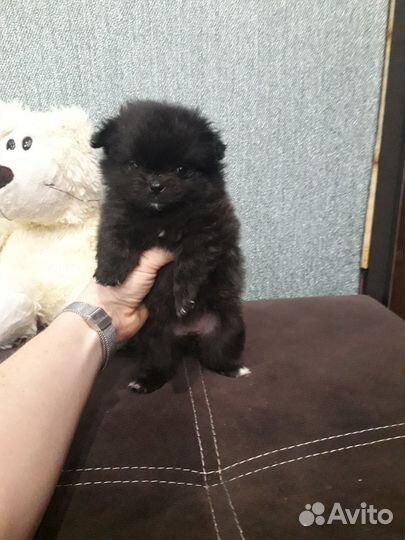 Померанский шпиц